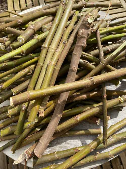 Bois branches de figuier