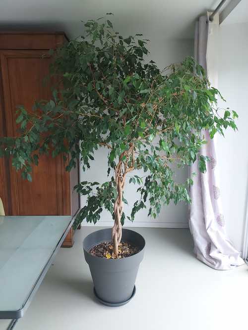 Grand ficus et son pot